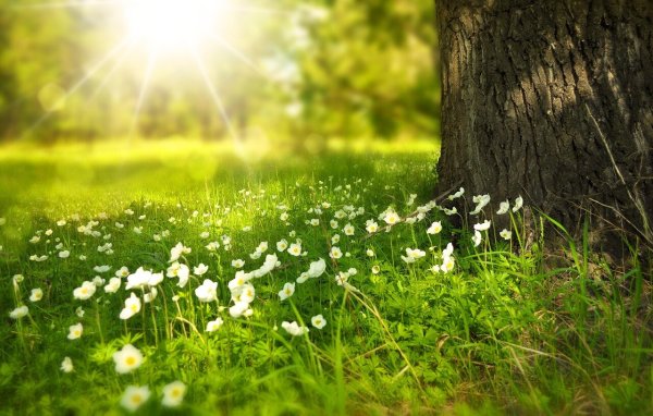 Frühlingswiese mit Gänseblümchen unter einem Baum im Gegenlicht