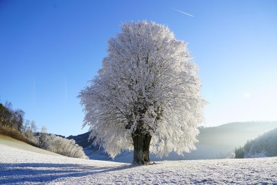 Mit Raureif bedeckter Baum in Winterlandschaft