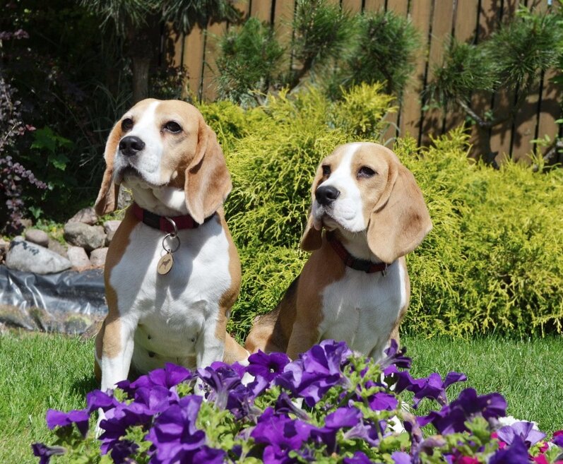 Zwei Beagle sitzen vor einem Beet mit lila Blumen